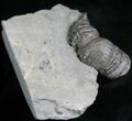 Horn Coral, Devonian Aged From New York #5760-2